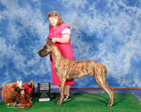 Great Dane #16 Sun RWB Kerr Julia Chris Kerr Judge Mrs Keke Kahn