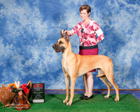 Great Dane #6 Sun BOS Ridgway Nancy and Susan J O Brien Judge Keke Kahn