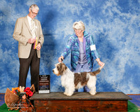 PBGV #9 Sun New Silver Grand Shannon Julie and Debra Tyler Judge Jon Cole