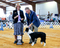 Border Collie #12 Sun WB Bayes Mary A Judge Keke Kahn