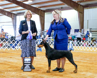 Doberman Pinscher #12 Sun BOW Dunnam Charlene and Michelle Santana Judge Mrs Keke Kahn