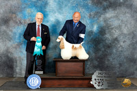Cocker Spaniel Parti #5 Mon OHBIS Judge Gerard Penta