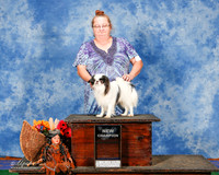Japanese Chin Sun Custom Nancy Merllott