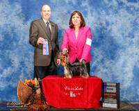 Yorkshire terrier #5 Sun WD Keeling Mary and Emily Gonzales Judge Mr Larry C Abbott