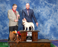 French Bulldog #9 Sun BOS Helms David and Beverly Judge C Michael Benson