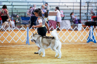 Alaskan Malamute Run Ring