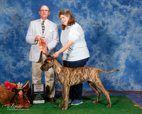 Great Dane #20 Sun 4-6 G2 Julia Kerr Judge Benson Ray