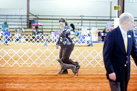 American Hairless Terrier #5 Claussen Angie and Mandy Rose Sat Ring