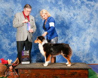 Australian Shepherd #26 Sun Maj WB Holy Dana Judge Michael Benson