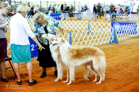 Borzoi #12 #14 HLATKY Prudence Sat Rings