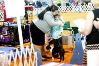 Boston Terrier #10 Ewart Debra Sat Ring