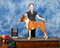 Boxer #10 sun WB Everitt Gayla RESHOOT