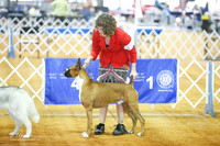 Boxer #15 Group Brannon Vickie and Tina Starr Sat Ring