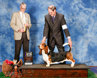 Basset Hound #5 Sun BOB Beard Robert W and Kathryn Judge Jon Cole