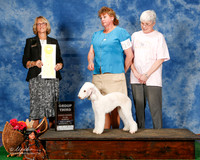 Bedlington Terrier #10 Sun G3 Rorex Janna And Barbara Lundy Judge Keke Kahn