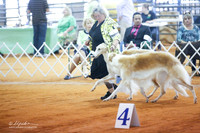 Borzoi Brace Sun Ring
