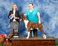 Boxer #11 Sun BOB Fort Callie and Callie Caughran Judge Keke Kehn
