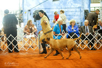 Bullmastiff Sun Ring