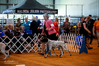 German Shorthaired Pointer Group Sun Ring