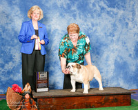 Bulldog #5 Sat BOB Stickland Lesa and Sara Black Jduge Vicki Abbott