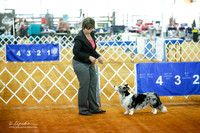 Cardigan Welsh Corgi #16 Kuettel George Ann Sat Ring