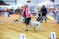 German Shorthaired Pointer Owner Hander Sun Ring