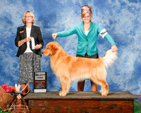 Golden Retriever #15 Sun SD Thompson Susie Judge Keke Kahn