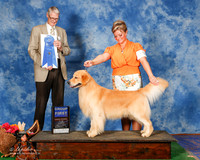 Golden Retriever #29 Sun G1 Sherry Pamela and Richard and Brianna Bischoff Agent Brianna Bischoff Judge Jon Cole