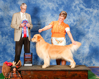 Golden Retriever #29 Sun RBIS Sherry Pamela and Richard and Brianna Bischoff Agent Brianna Bischoff Judge Jon Cole