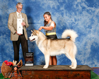 Malamute #5 Sun G4 Ross Amber and Emily Flores Judge Jon Cole
