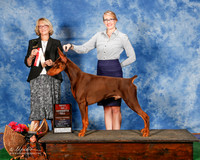 Doberman Pinscher #15 Sun BOS Gaspard Bryan and Jordan Gaspard Judge Keke Kahn