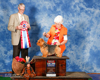 Norwich Terrier #7 Sun BIS Alejandro Garza A Gomez Manuel Edgar Lopez Agent Brenda Lee Combs Judge Jon cole