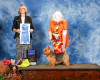 Norwich terrier #7 Sun G1 Alejandro Garza A Gomez Manuel Edgar Lopez Agent Brenda Lee Combs Judge Keke Kahn