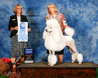 Poodle Standard #20 Sun G1 Hughes Linda and Wendy Penn Judge Keke Kahn