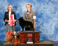 Schipperke #5 Sun G2 Halterman Amy and S Middlebrooks Agnet Erin J Roberts Judge Keke Kehn