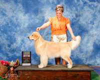 Golden Retriever #27 Sun RWD Wedding Patty Agent Brianna Bischoff +J Keke Kahn