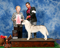 Siberian Huskie #20 Sun OH G1 Elvin Izaguirre Carlos Canto