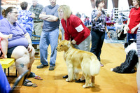 Golden Retrievers #25 Scattergood Kimberley and Caron Rosenkoetter Sat Ring