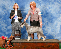 Standard Schnauzer #12 Sun Maj NC BOW Cuff Cindy G Judge Keke Kahn