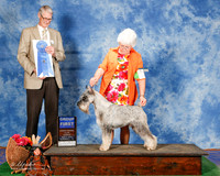 Standard schnauzer #11 Sun G1 Crist Kathlene and David Crist Agent Brenda Lee Combs Judge Jon Cole