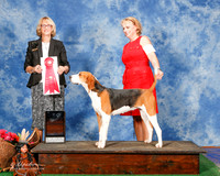 Treeing Walker Coonhound #6 Sun G2 Dina and Steve Randolph and Amanda Alexander Agent Lois DeMers