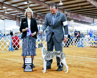 Whippet #10 Sun WB Ye Y Yue Agent David M Haper Judge Jon Cole