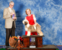 Lowchen #6 Sun WD Carter Susan M and Lexi Neel and Donna Jones and C Wolfe Judge Jon R Cole