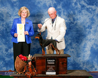 Manchester Terrier Toy #5 Sun G3 Dewey L and P And C and D Williams Judge Vicki Abbott