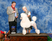 Poodle Standard #24 Sun BOW Priddy Melissa and Brooke and Kayla Judge Michael Benson