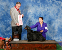 Spaniel Cocker Black #5 Sun OH G1 Pruitt Beate and Megan Pruitt