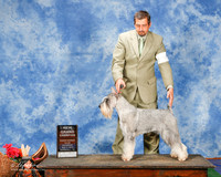 Standard Schnauzer #5 Sun NGC SD Shuman Craig and Leann Shank Judge Keke Kahn +J