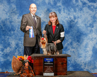 Yorkshire Terrier #12 Sun BOW Lemons Annjo Judge Mr Larry C Abbott