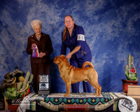 Chinese Shar-Pei #11 Sun WD BOS Major Parker Domino Judge P Hartinger