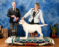 Labrador Retriever #16 Sun BOS Maj +A2